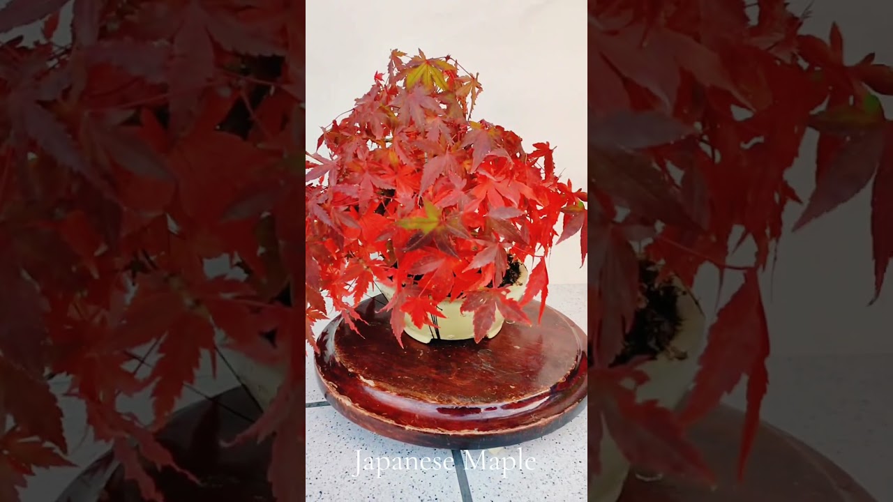 Arce palmatum japon&eacute;s de semilla,bonsai ra&iacute;z sobre roca by Drbonsai