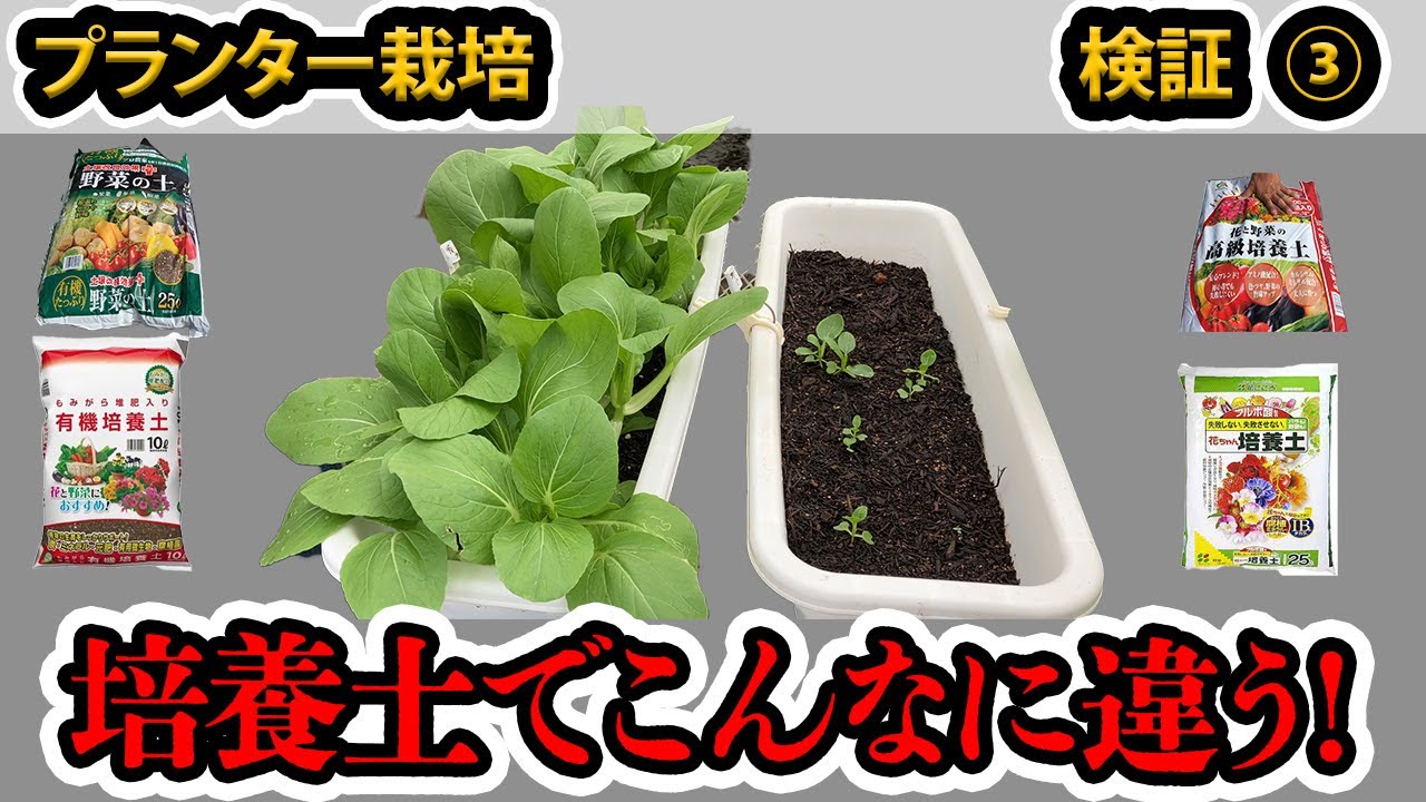 【プランター栽培】培養土でこんなに育ちが違うの！？家庭菜園者は必見です！検証❸