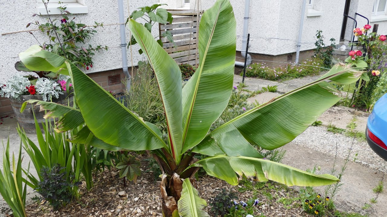 Waking Up My Banana Plants After Winter