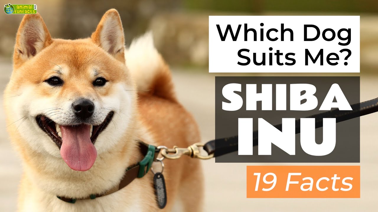 Is a Shiba Inu the Right Dog Breed for Me? 19 Facts About Shiba Inus!