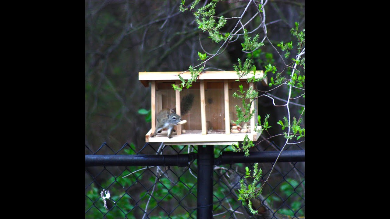 Make It - Mid-Century Modern Squirrel House