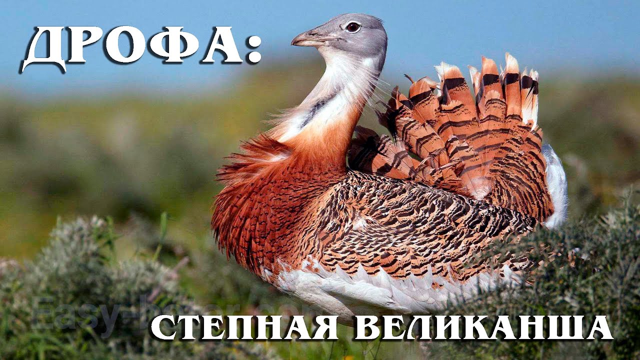 Дрофа: Крупнейшая Не Хищная летающая птица | Интересные факты про дрофу
