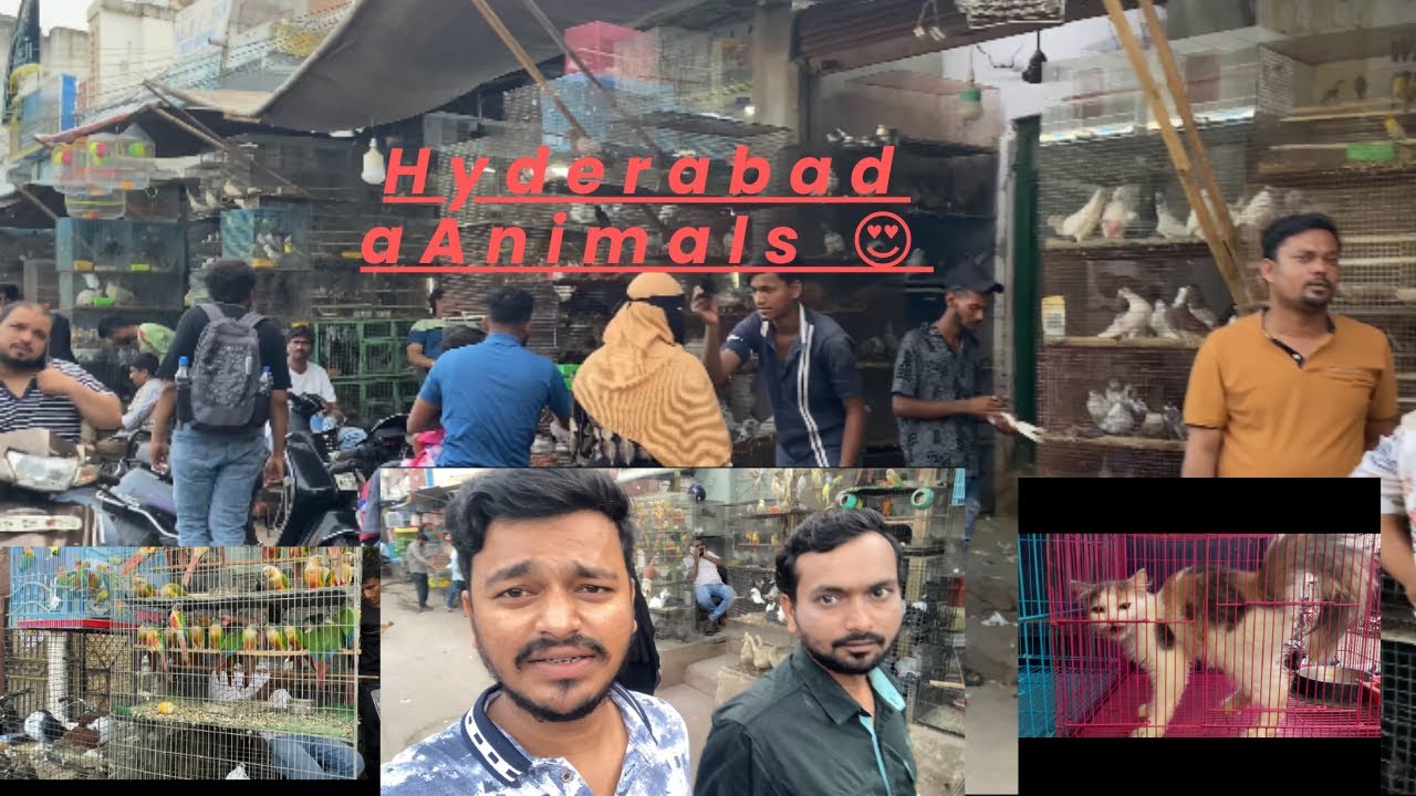 Hyderabad Murgi Chowk #animals #market #hyderabadi #vlogs ￼