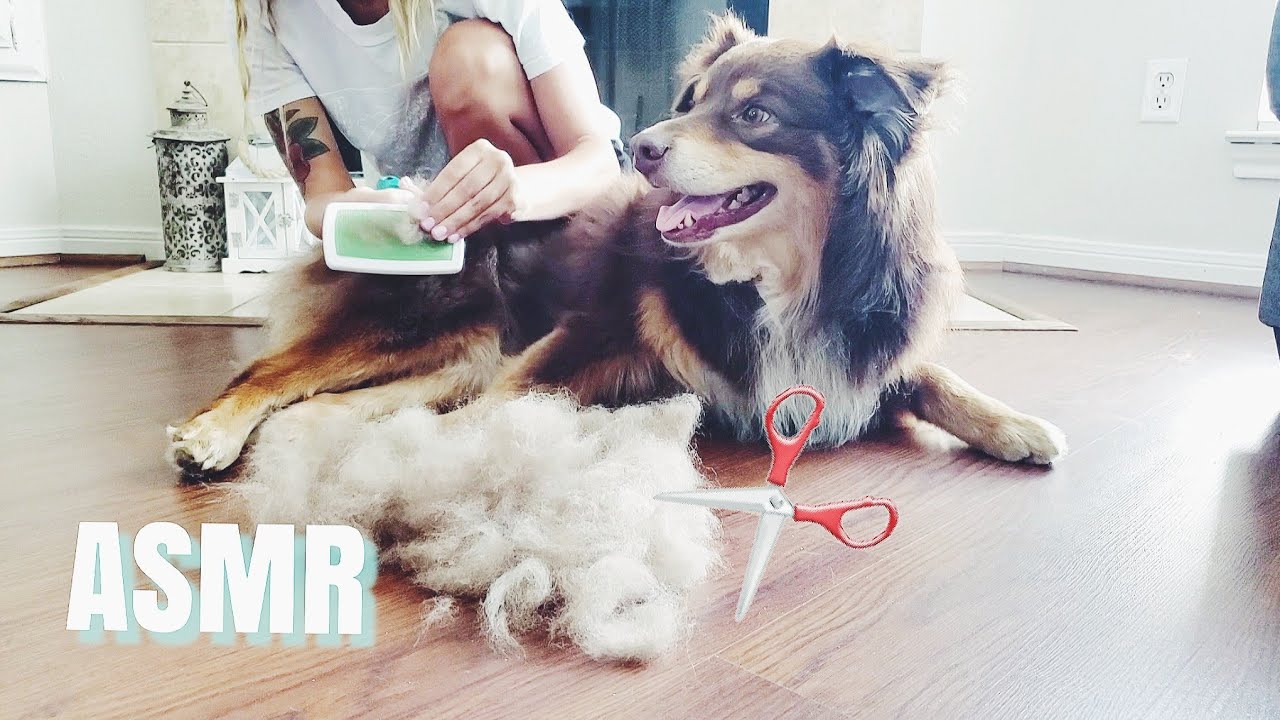 ASMR Relaxing Dog Brushing