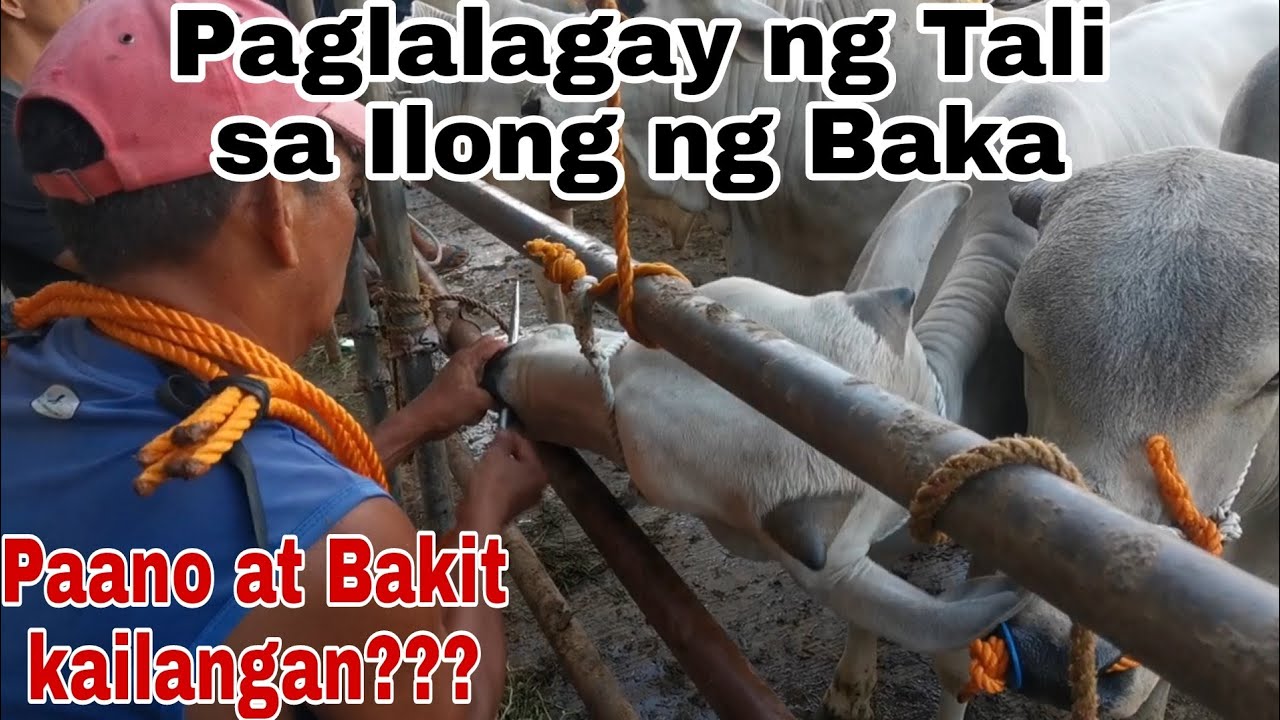 PAGLALAGAY NG PANG ILONG NG BAKA | Cattle Trading Capital of the Philippines Padre Garcia Batangas