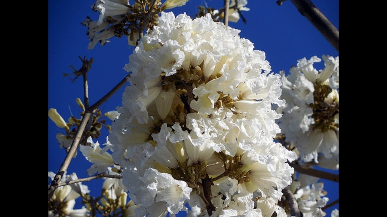 como reproducir el Lapacho Blanco / ipé blanco / Handroanthus  / Tajy