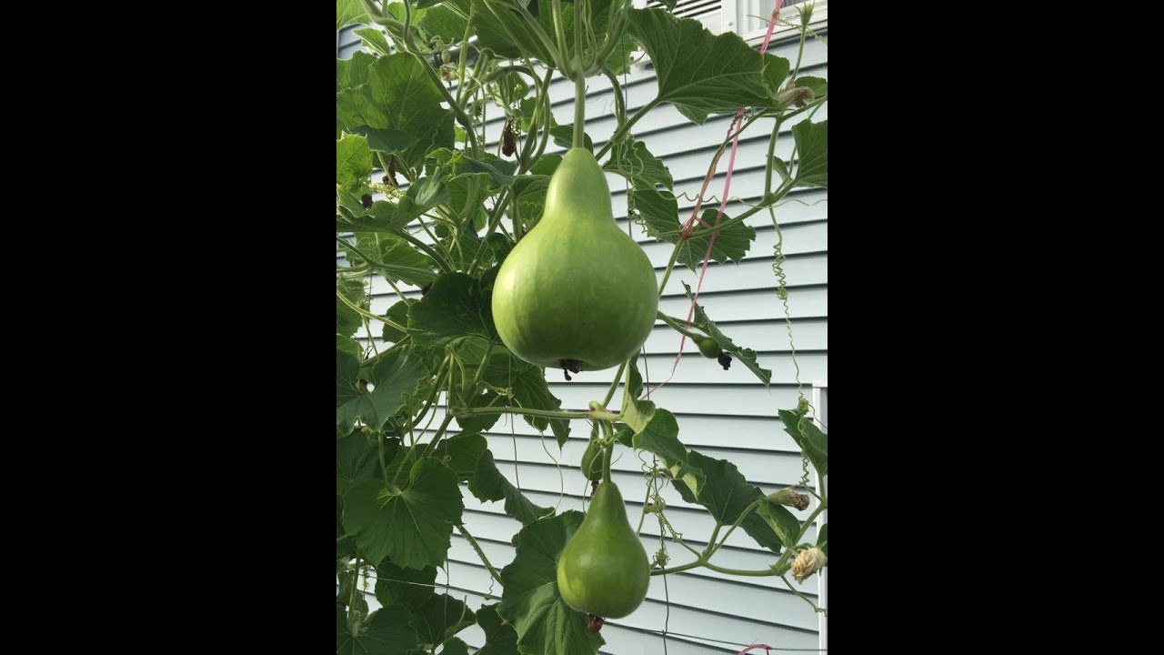 My garden 2015-How to grow bottle gourd