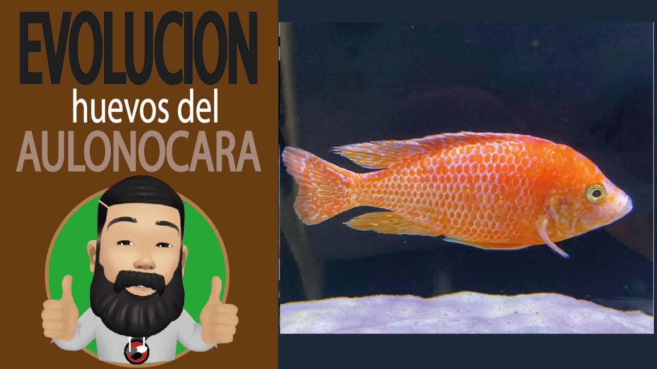 🔴 INCREIBLE EVOLUCION DE HUEVOS DE CICLIDOS AFRICANOS COMPLETA DE 0 A 1 AÑO !