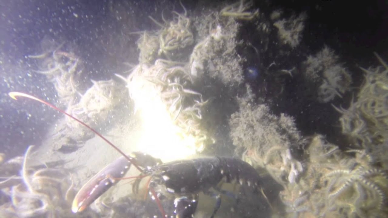 GUE BE TECH Dive Oosterschelde Wemeldinge