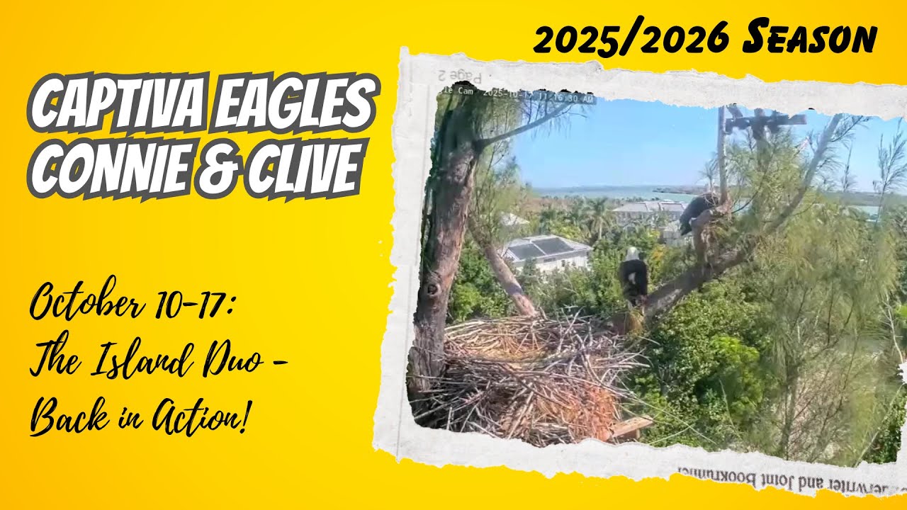 The Island Duo - Back in Action! - Captiva Nest Connie & Clive (10/10-10/17)