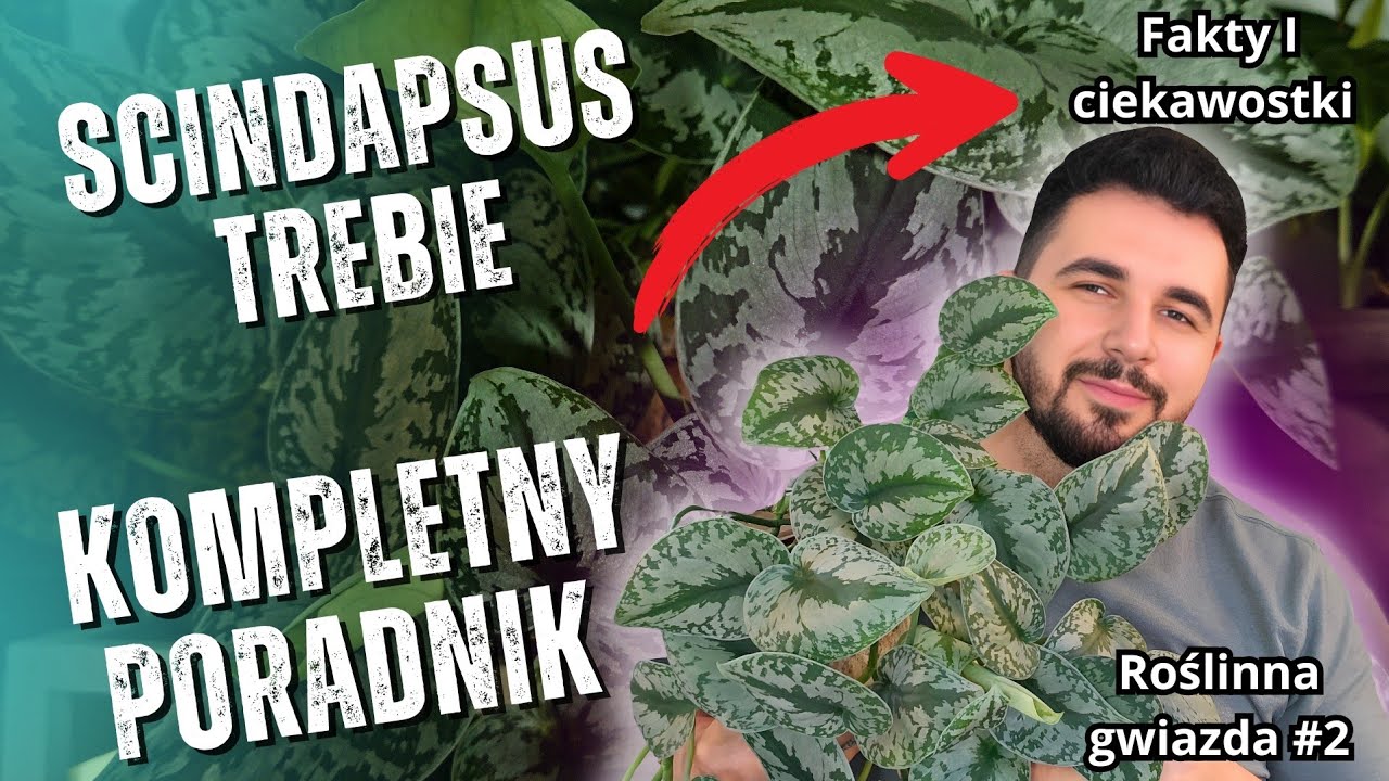 SCINDAPSUS TREBIE 🌿 Wszystko co musisz wiedzieć 💡