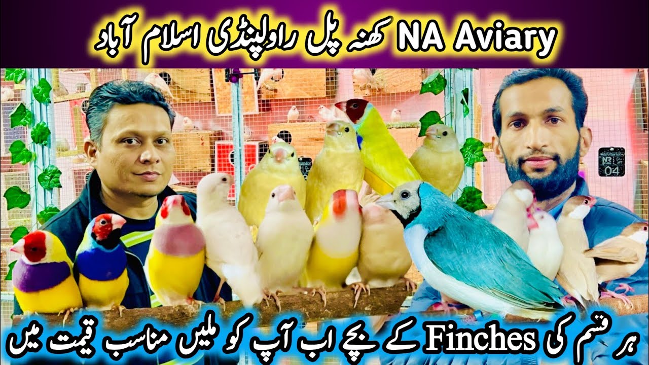 Most Beautiful finches in NA Aviary Kahnna Pul Rawalpindi