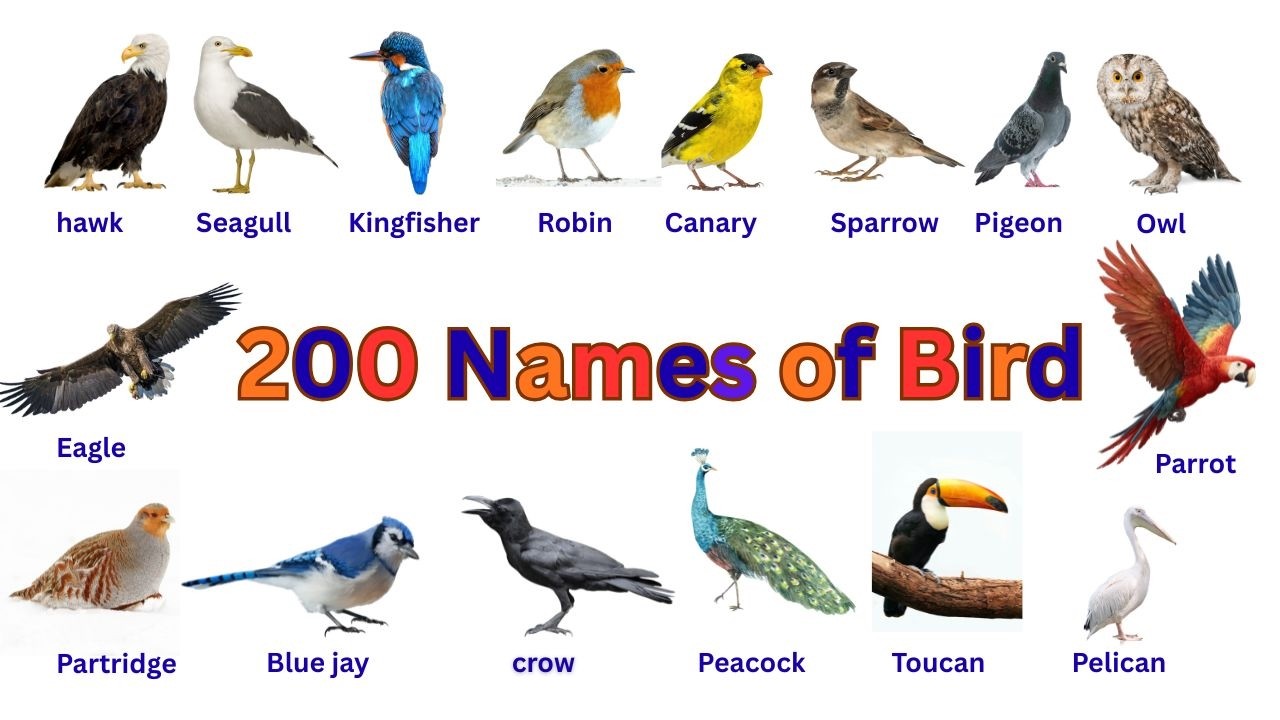 200 names of bird/Vocabulary of bird with picture