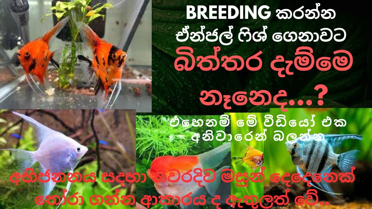 කඩෙන් ගෙනාපු ඒන්ජල් දෙන්නා බිත්තර දැම්මෙ නෑනෙද / how to identify angel male and female #angelfish