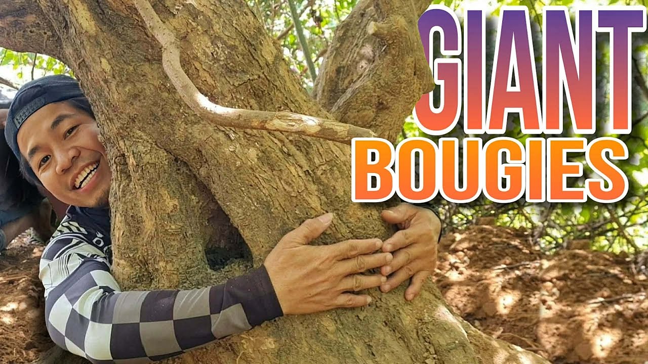 Grabeng Pagsubok Bago Naiuwi ang Giant Bugambilya ni Harabas