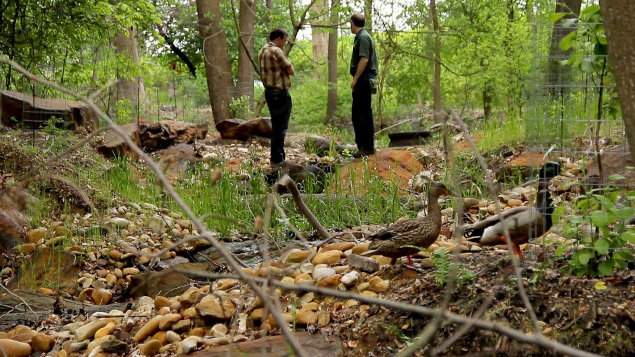 From the Field: Restoring Washington, D.C.'s Urban Streams