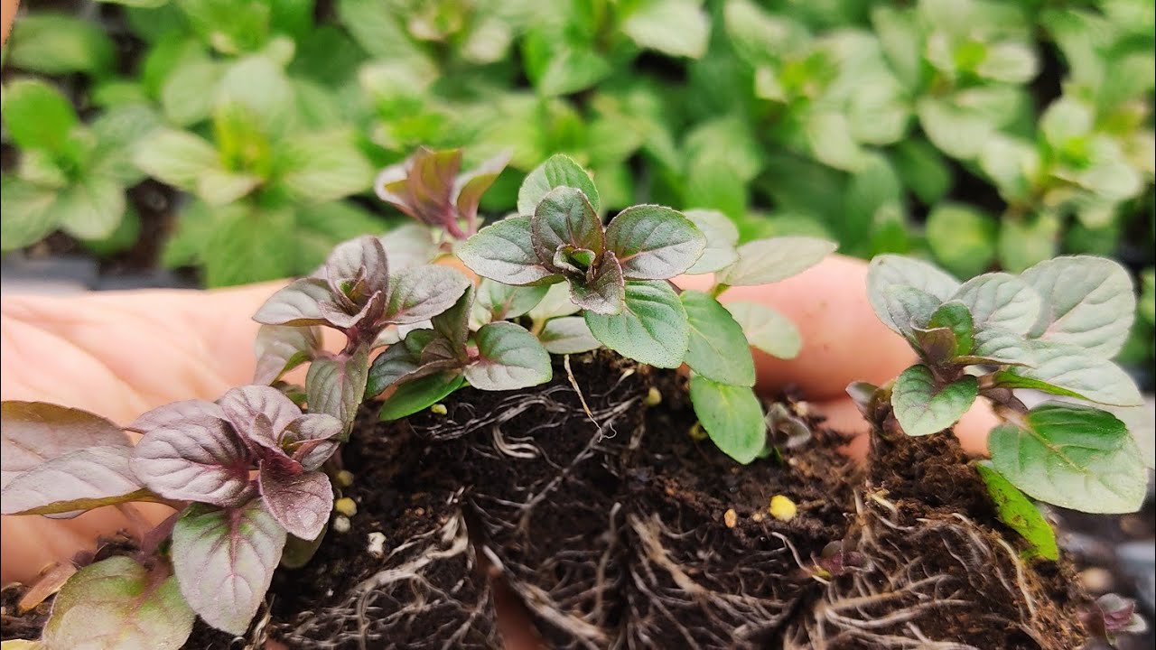 Nane Nasıl Çoğaltılır?