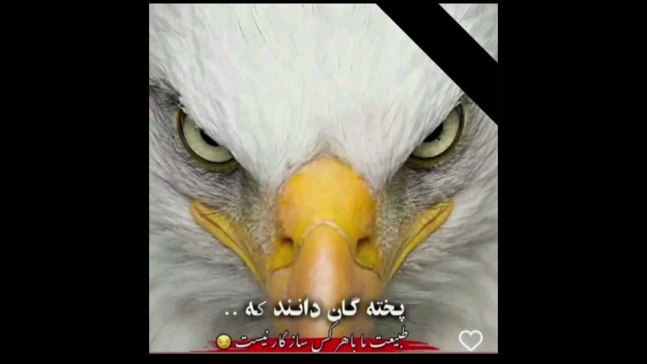 آهنگ جدید حمید شریفی بشنو رباب چی میگه پخته گان دانند که طبیعت ما با هر کس ساز گار نیست ها اندیوال 👊
