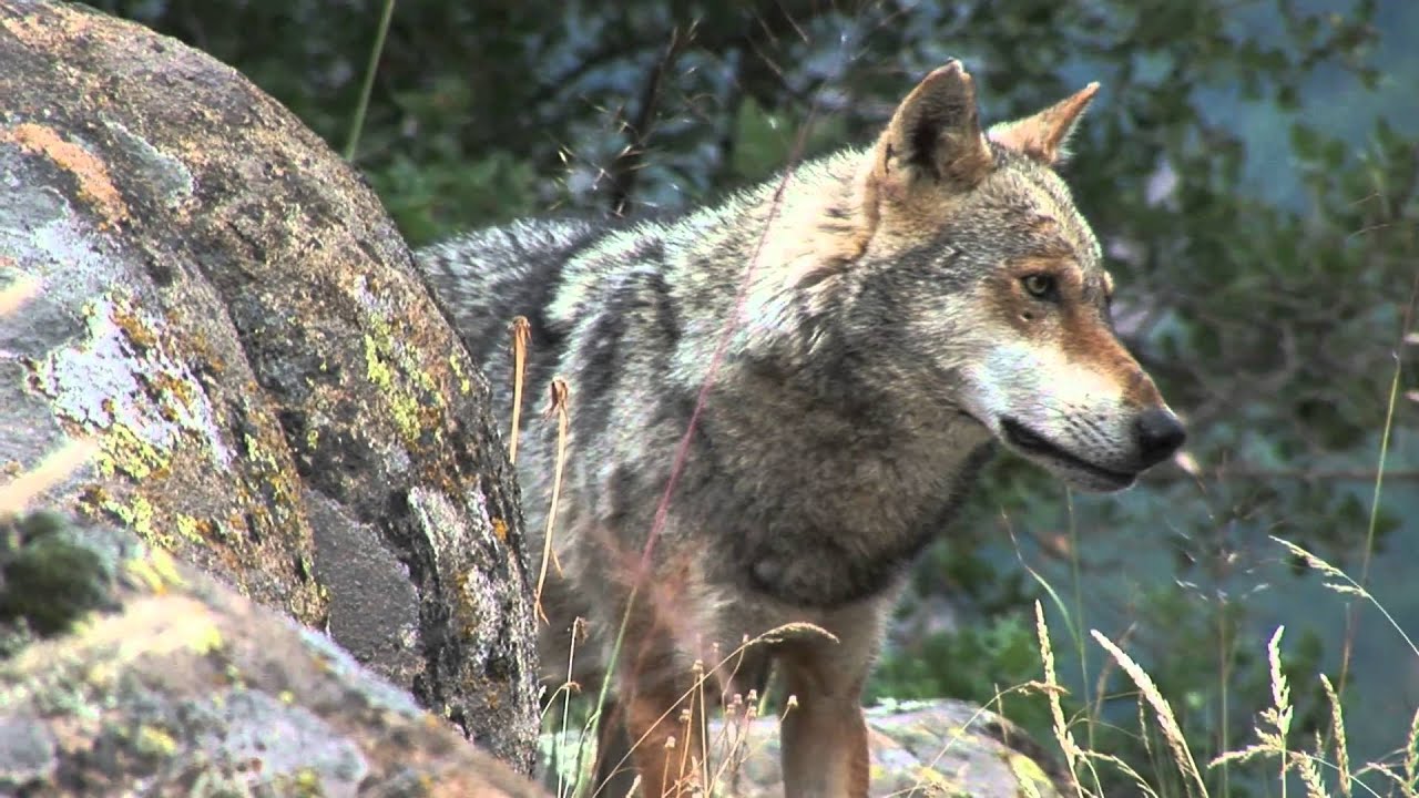 Bulgarian Wolves