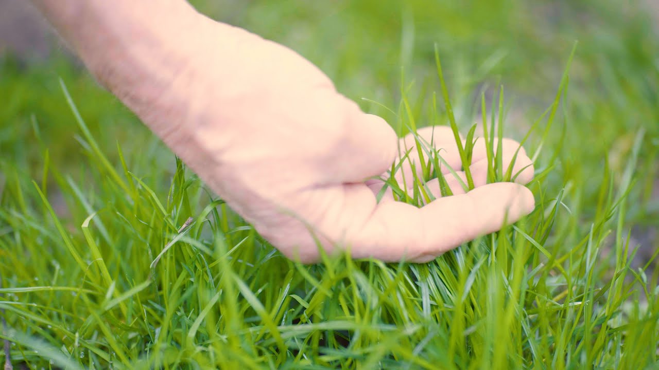 Gazon maaien - Hoe kort? Wanneer? - Tuinieren met Hendrik Jan de Tuinman