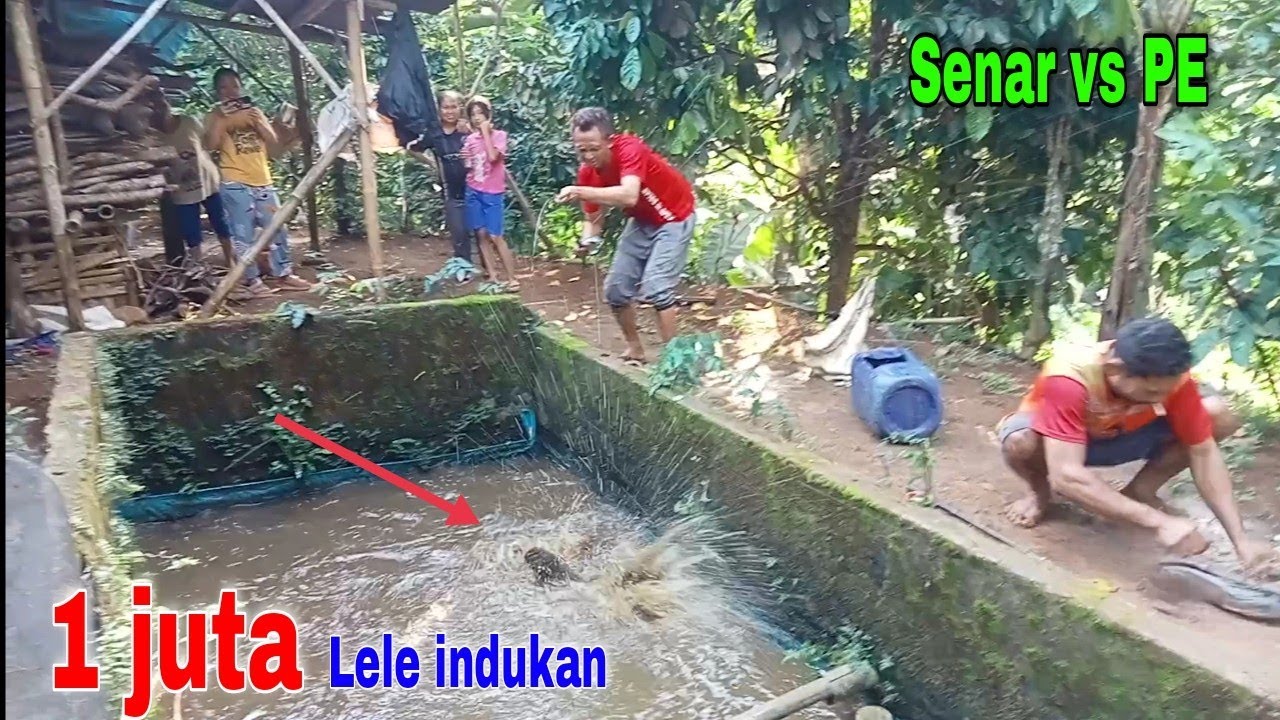 Terpaksa saya terima tantangan bang dimin‼️balap mancing..