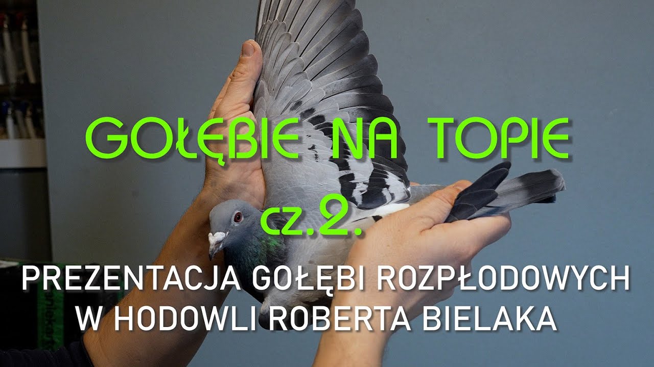 PREZENTACJA GOŁĘBI ROZPŁODOWYCH - ROBERT BIELAK  - GOŁĘBIE NA TOPIE  CZ .2