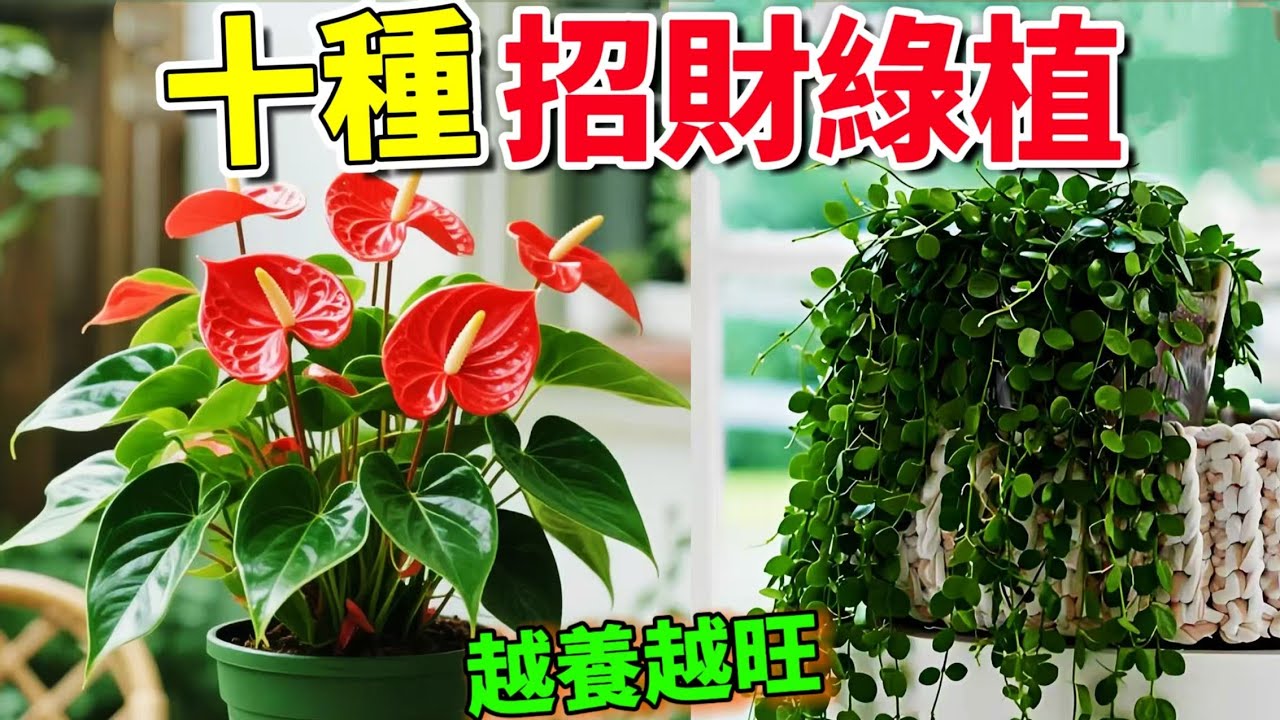 新年討個好彩頭！這10種好養活的招財綠植搬回家，旺宅又聚氣！#top10 #世界之最 #盆栽 #植物科普 #室內綠植 #招財