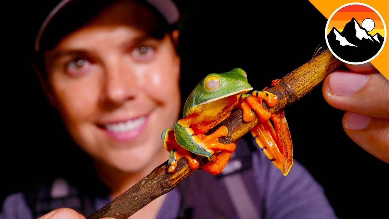 Finally Found! The Splendid Leaf Frog!