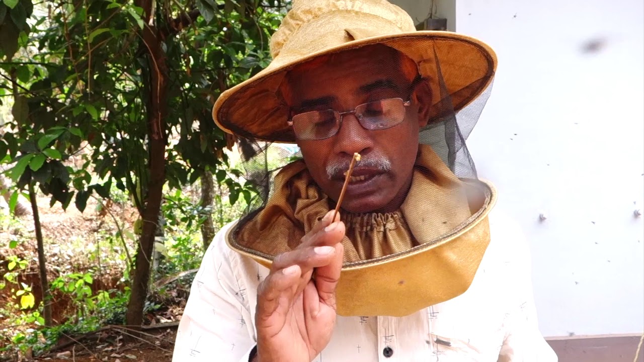 stingless bees . ചെറു തേനീച്ചകൂടുകൾ വിഭജിക്കുന്നതെങ്ങിനെ?