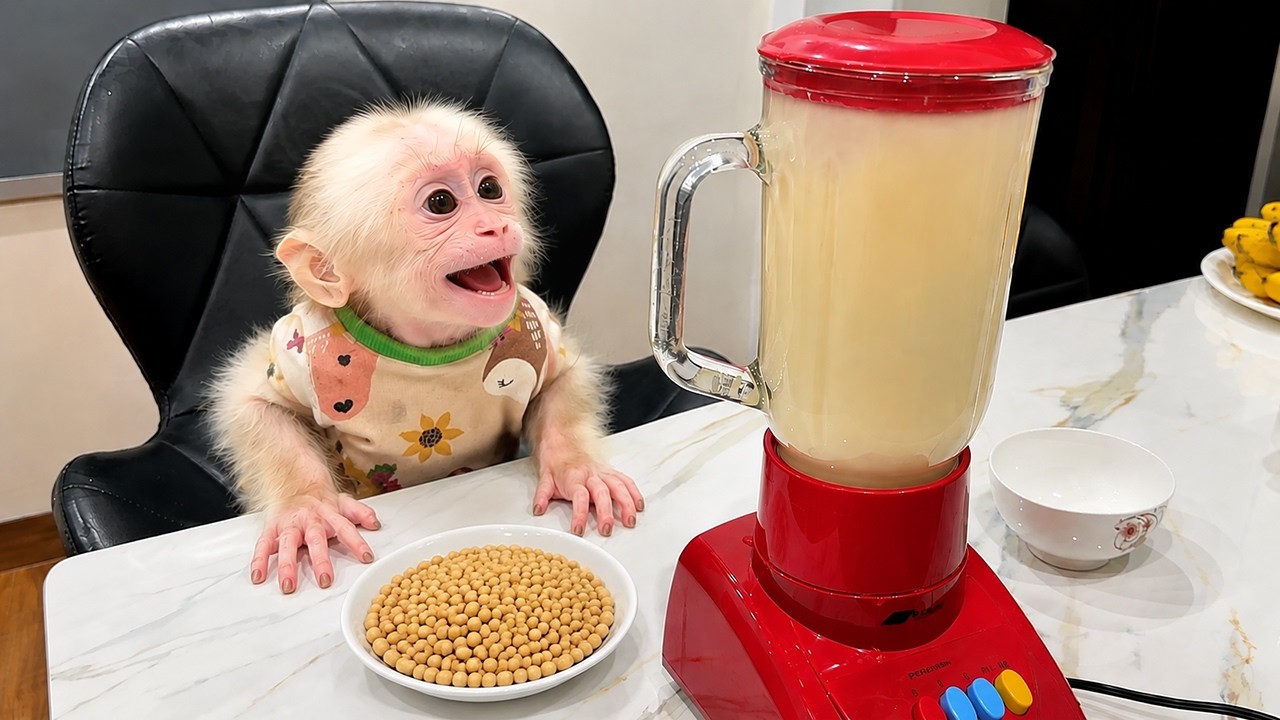 Baby Monkey and Mom start a new life and keeping Lala forever in hearts!