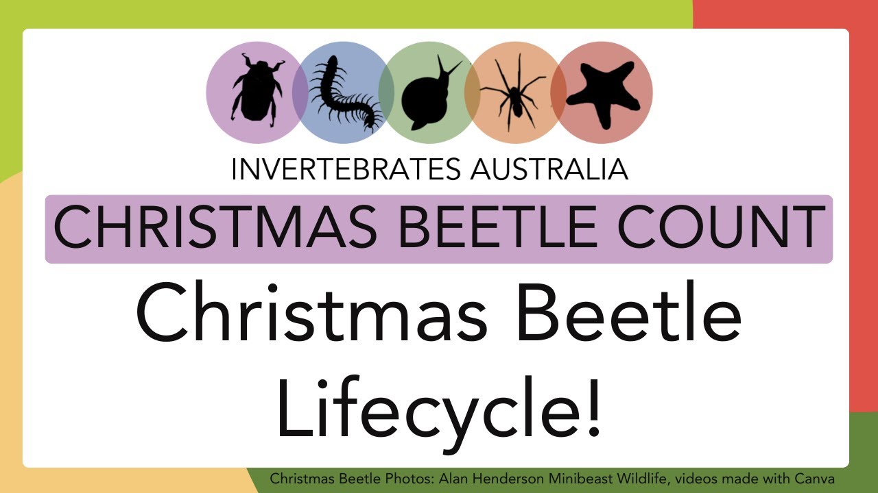 Lifecycle and ecology of Christmas beetles!