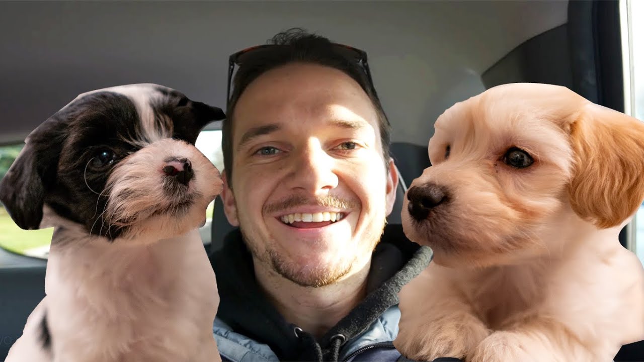 We Got TWO Puppies!! 8-week old Havanese Siblings