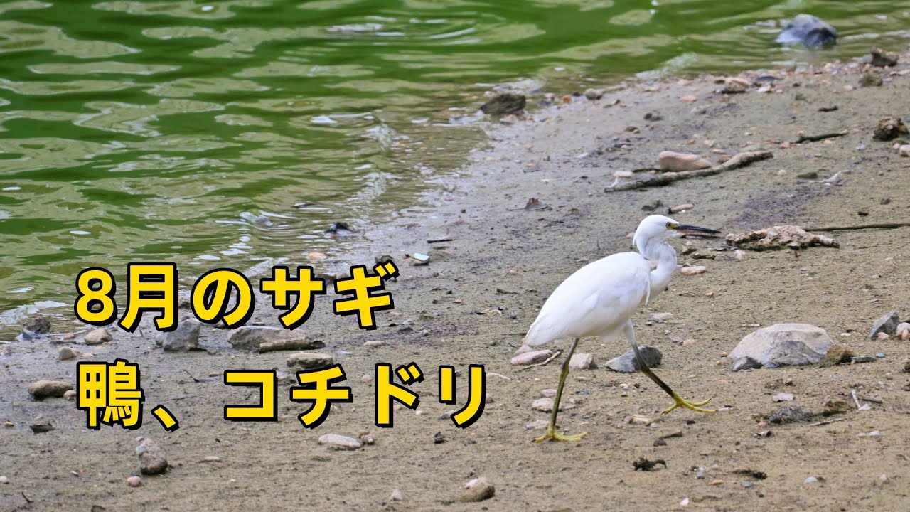 8月のサギ、コチドリ、鴨