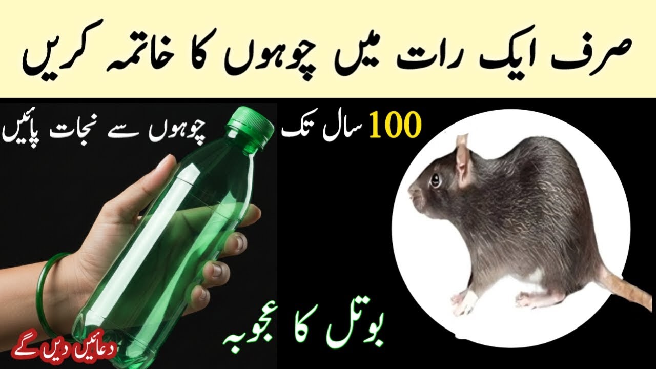Get rid of rats for 100 years by adding just 1 thing 😱 Mouse Trap / chuhe bhagane k tarika