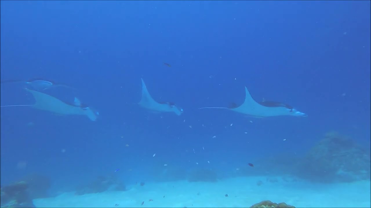 Diving Palau