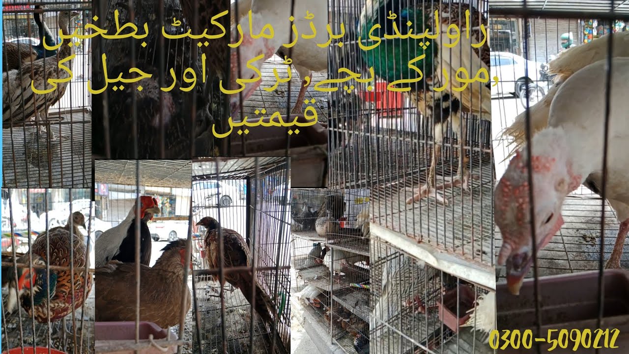 Peacock chicks |mor ke bache |peacock chicks |ducks ,Turkey ,pheasant price update 2025|Sundaymarket