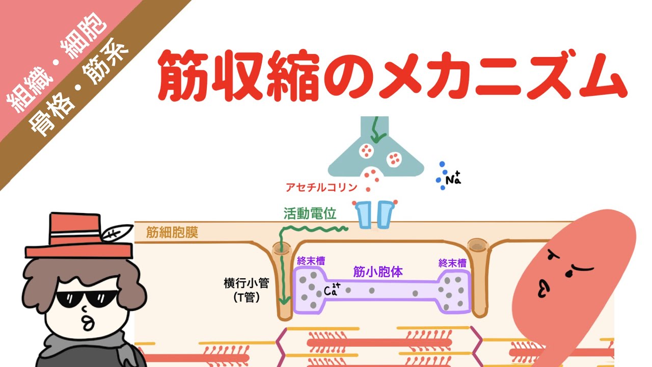 筋収縮のメカニズム（興奮収縮連関）