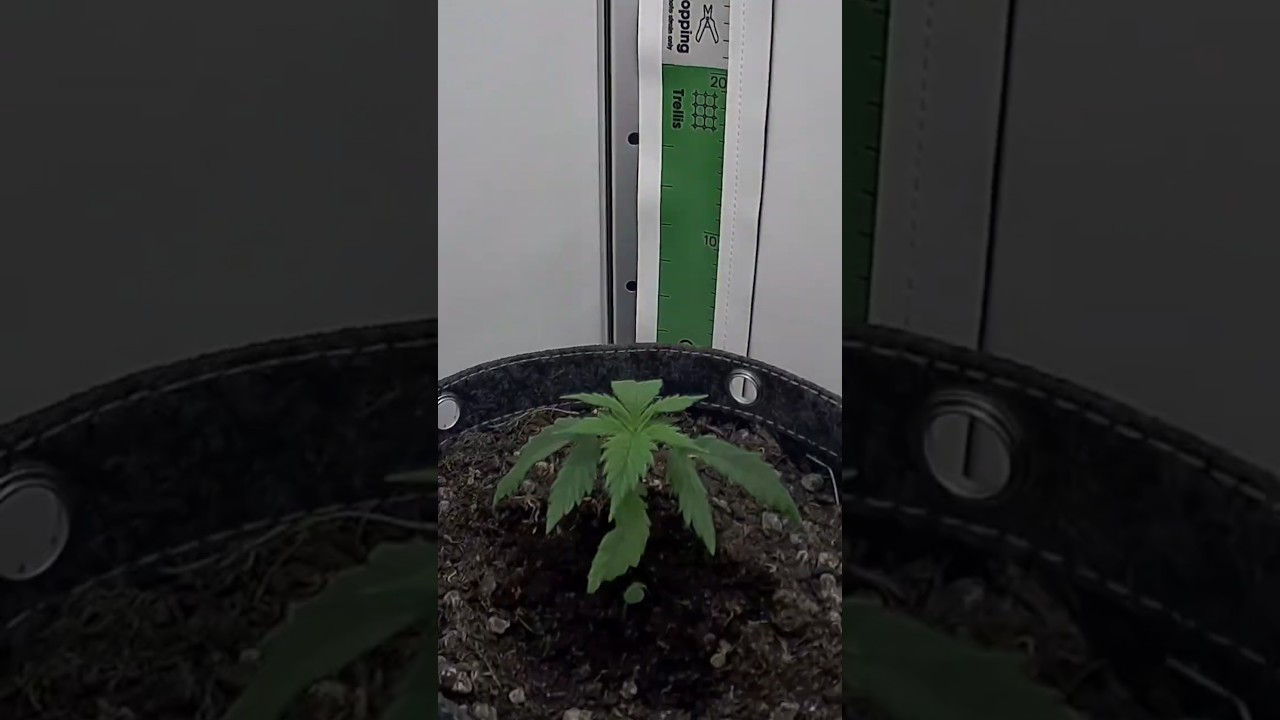 Zu viel Wasser? So reagiert eine Pflanze in Zeitraffer! 🕒🌱