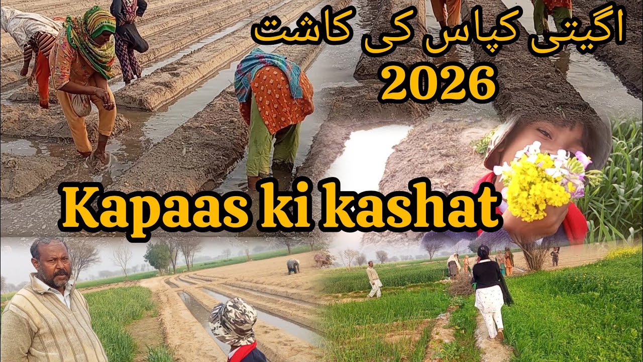 Kapaas ki kashat in village || agayti kapaas ki kashat 2026 #lubnasabir #villagelifepakistan