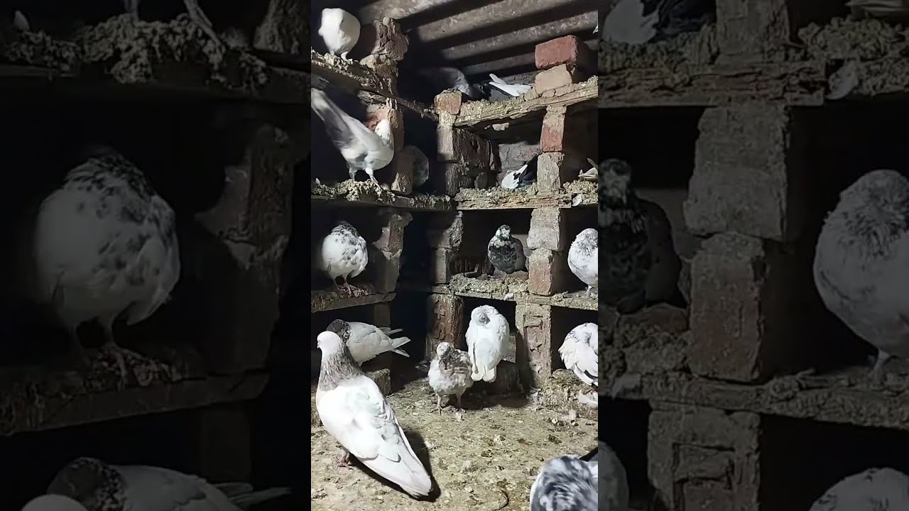 Zaman pigeon Care  is live