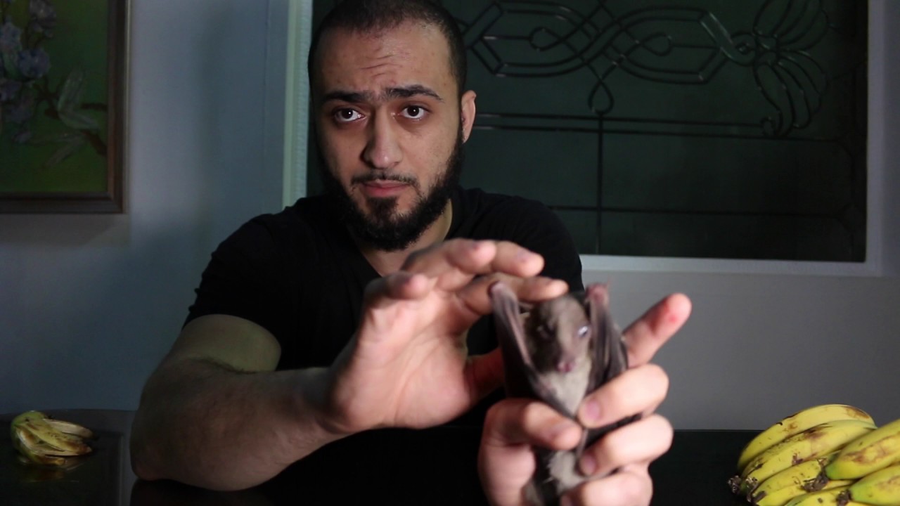 FruitBat - خفاش الفاكهة المصري