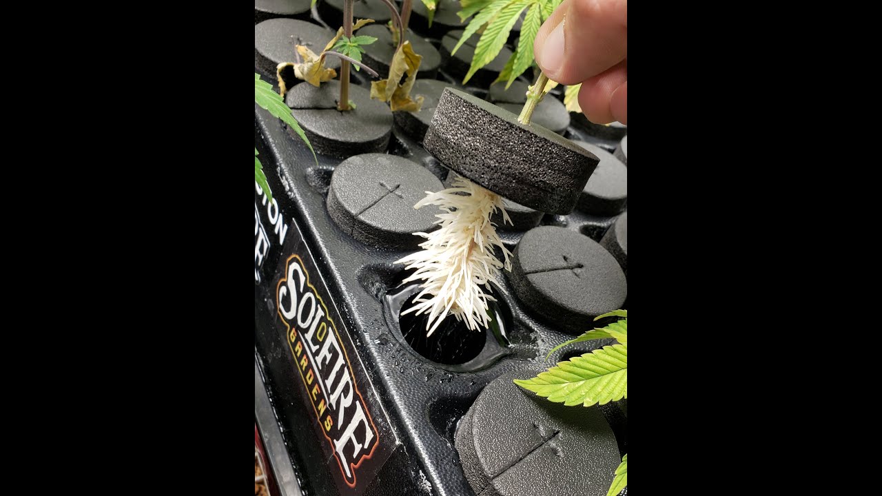 How to clone your cannabis plant. Cloning Orange Cannoli bred by Solfire Gardens