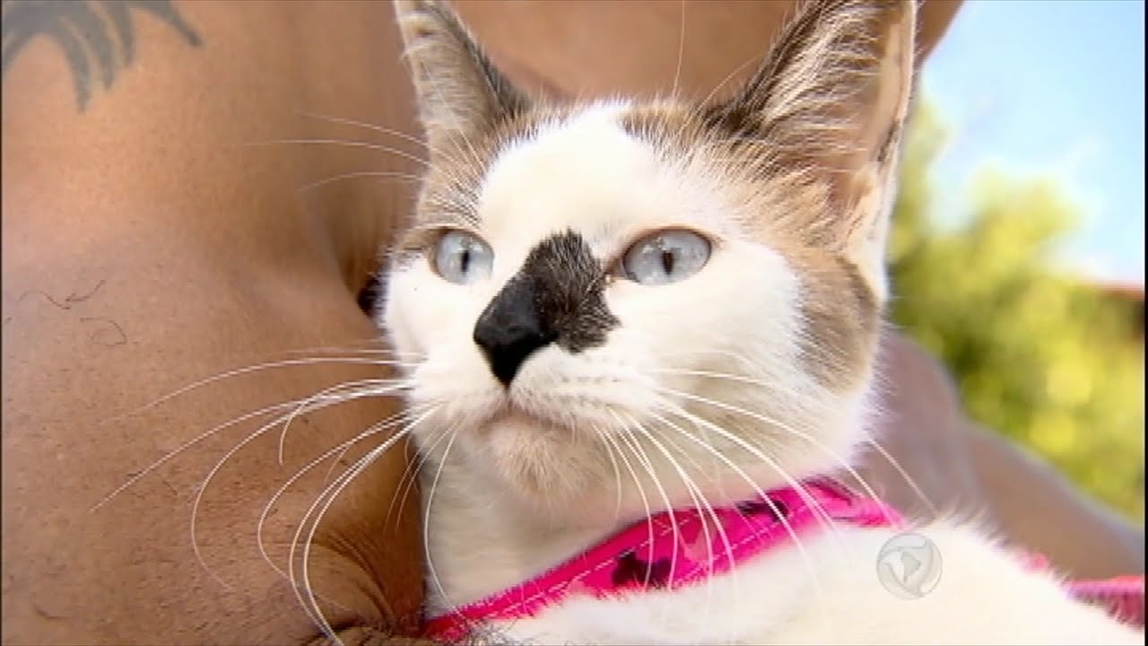 Conheça a gatinha que sabe nadar e até surfa com o dono