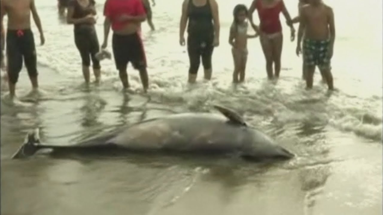 Ocean mystery: Hundreds of dolphins wash up on beaches in Peru