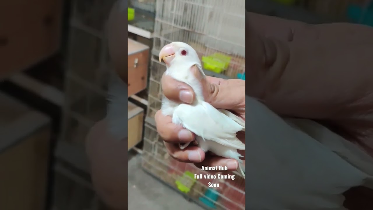 Albino Red Eyes Lovebird Mutation #lovebirdsound #lovebirds #lovebird #lovebirdbreeding