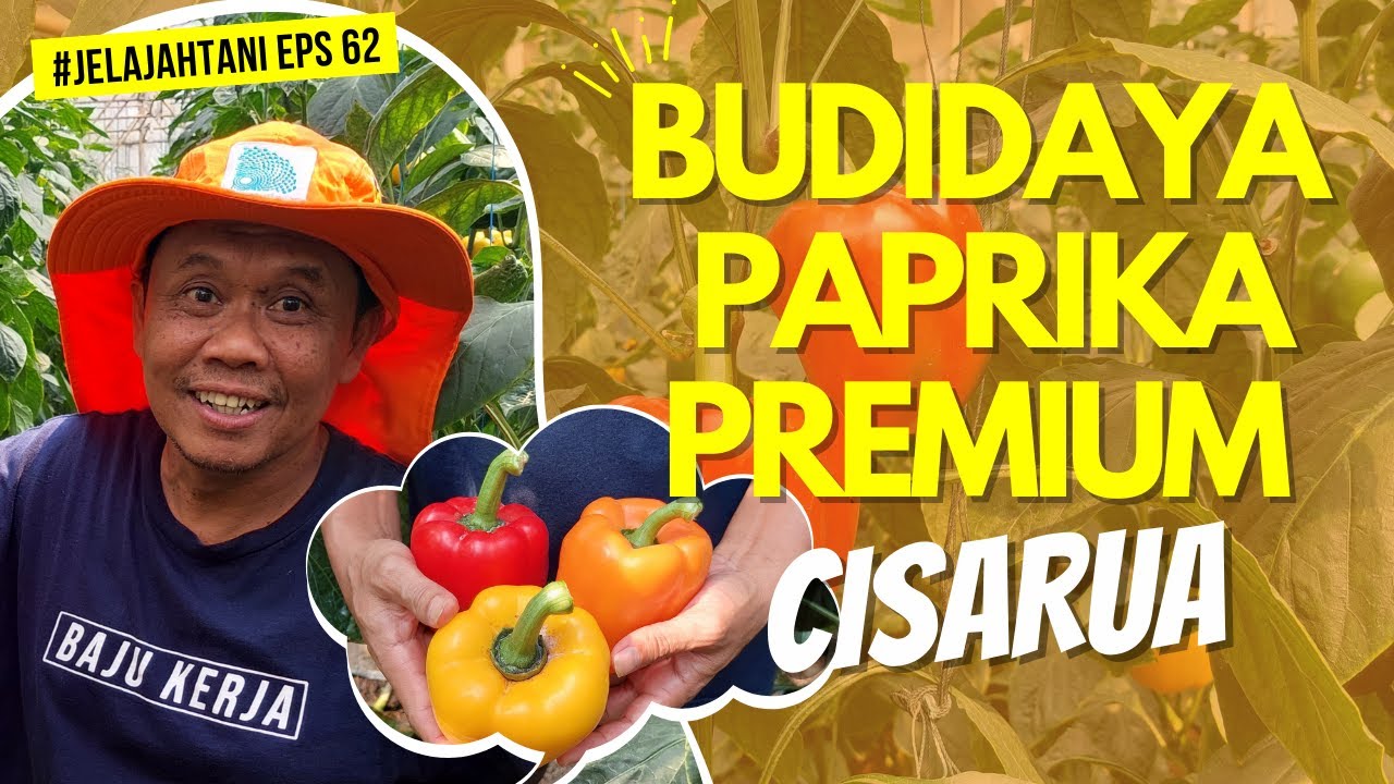 BUDIDAYA PAPRIKA ITU MENGUNTUNGKAN | DEWA FAMILY - Jelajah Tani #62