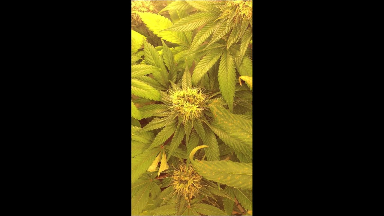 Quick ill update..veg box n more
