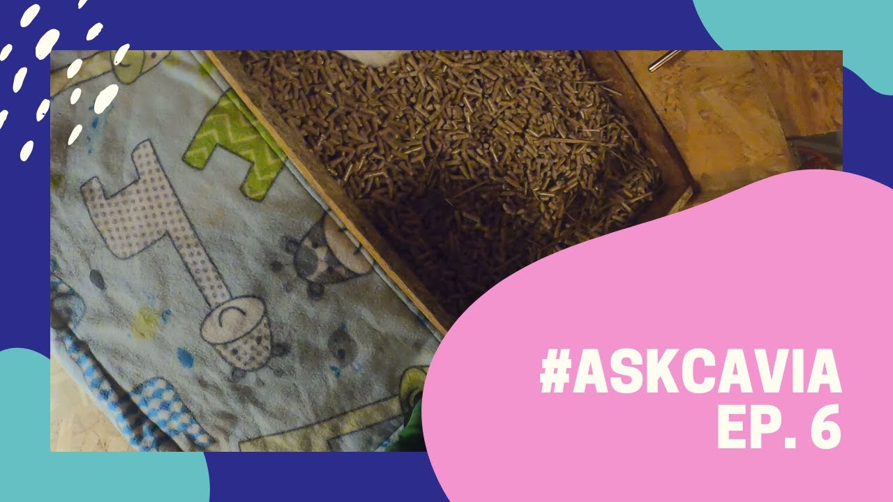 I PORCELLINI D'INDIA puzzano? E perché saltano? #ASKCAVIA ep. 6
