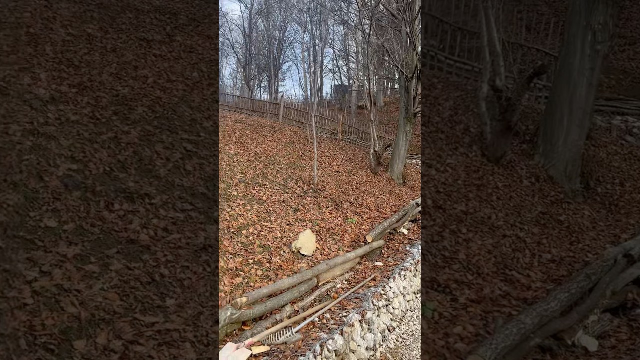 Sound of the elders - PurpleVague 💜 #oldtrees #forespath