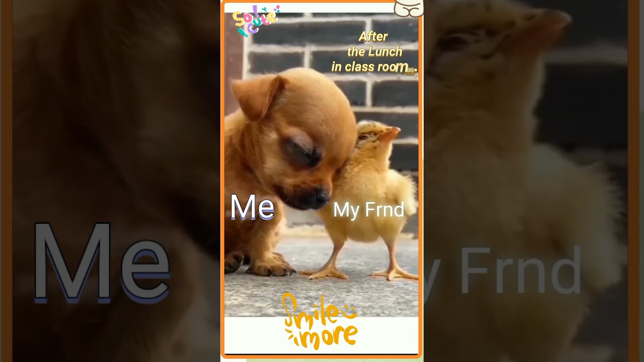 cat videos,animals video,happy dog,cute animals,funny cats,funny dogs,funny animals 